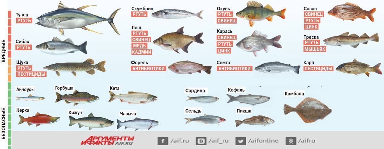Как чистить судака от чешуи и внутренностей в домашних условиях?