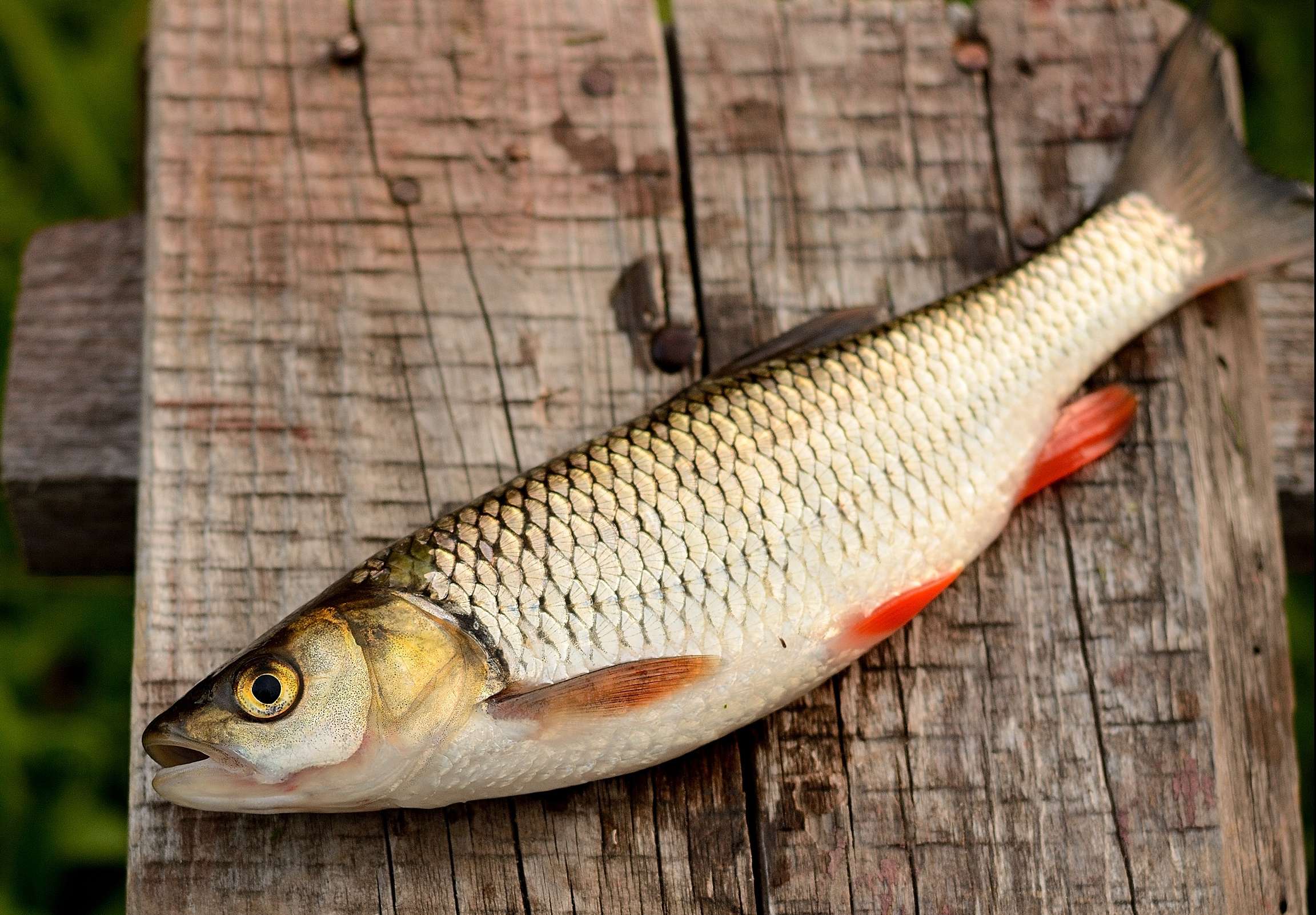 Загадочная рыба рыбец: особенности этого вида и секреты успешной ловли