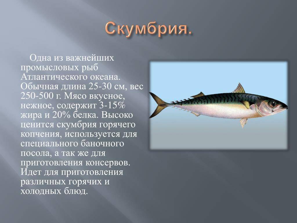 Скумбрия — польза и вред для организма | польза и вред