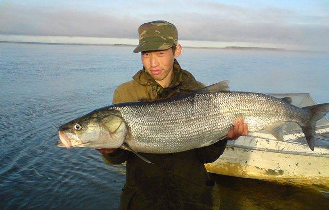 Нельма, или белорыбица (лат. stenodus leucichthys nelma) – рыба из рода сиговых, семейства лососевых » конкретно.ru - новостной портал.