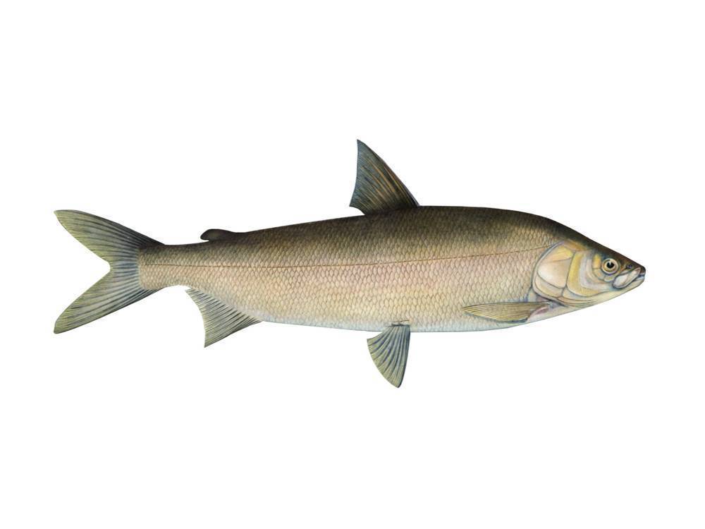 Рыба сиг – описание продукта, места обитания, способы применения