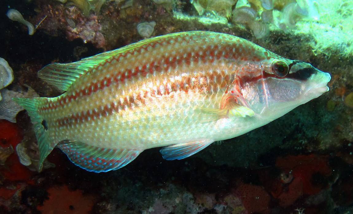 Морская аквариумная рыбка губан: виды, содержание в аквариуме