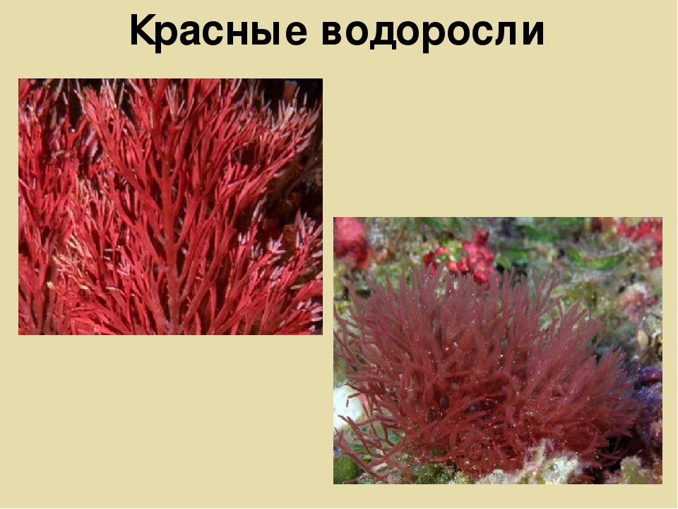 Красной водорослью является. Каллитамнион водоросль. Красные водоросли названия. Красные водоросли представители. Багрянки водоросли название.