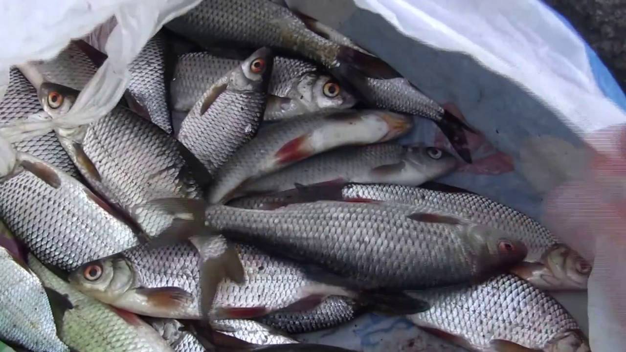 Когда и на что весной ловят плотву?