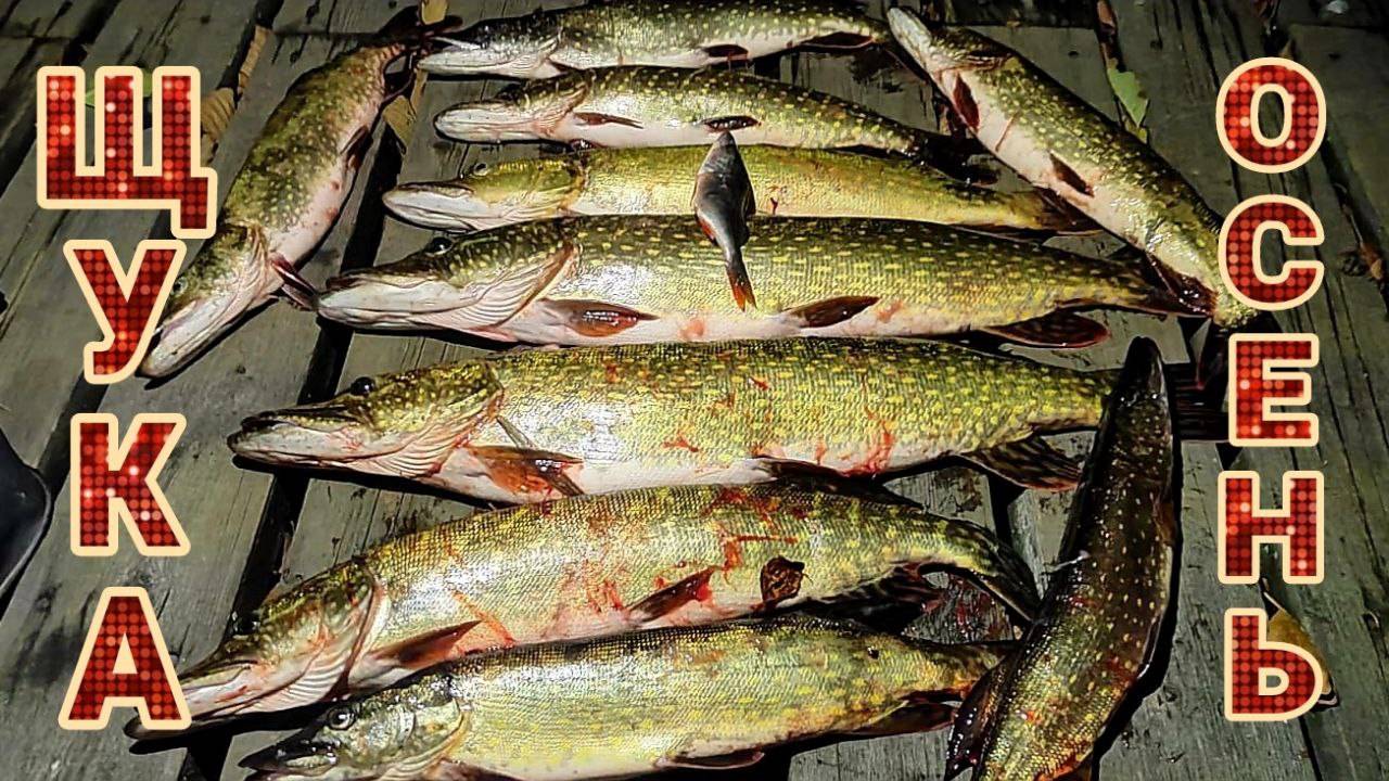 Рыбалка осенью: клев рыбы, особенности осенней ловли