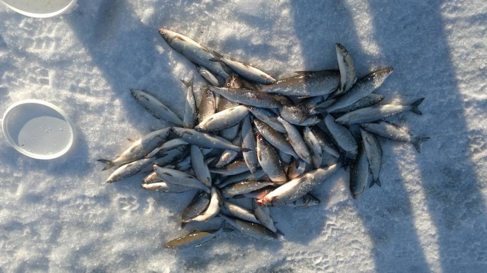 Рыбалка на имандре зимой и летом: все что нужно знать рыболову!