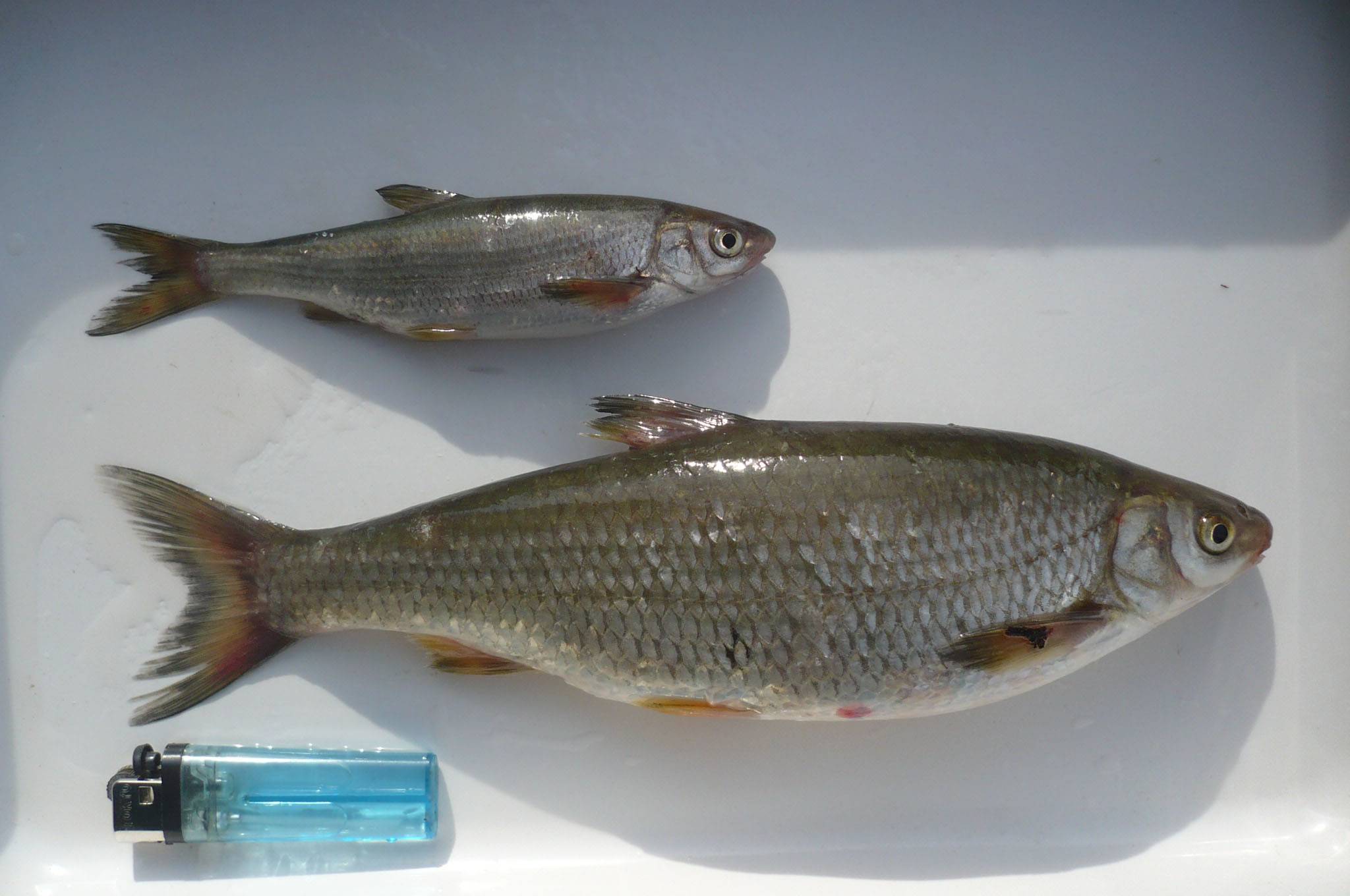 Подуст обыкновенный — рыба семейства карповых, chondrostoma nasus