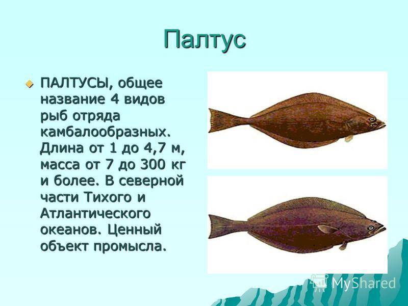Палтус рыба. образ жизни и среда обитания рыбы палтус