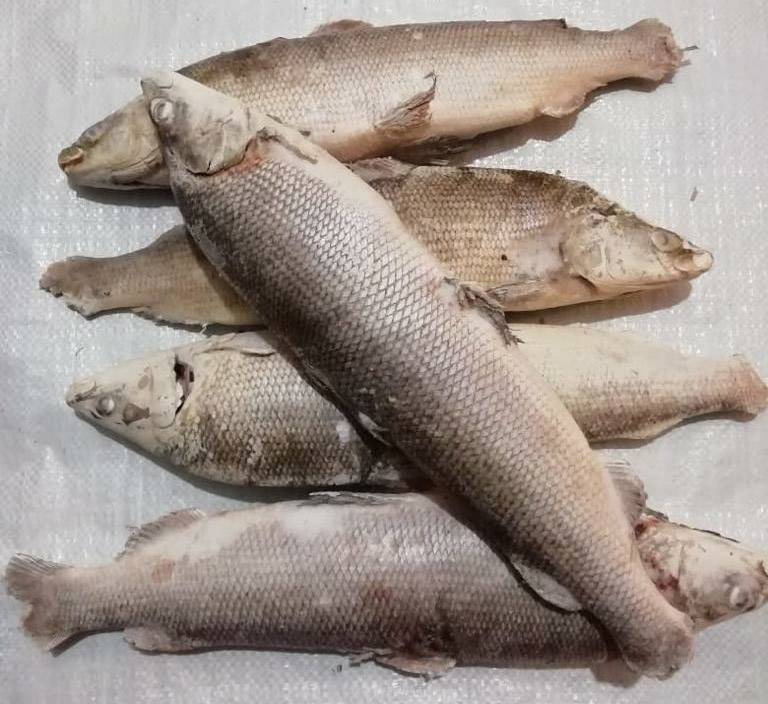 Рыба муксун - описание, разновидности, способы ловли