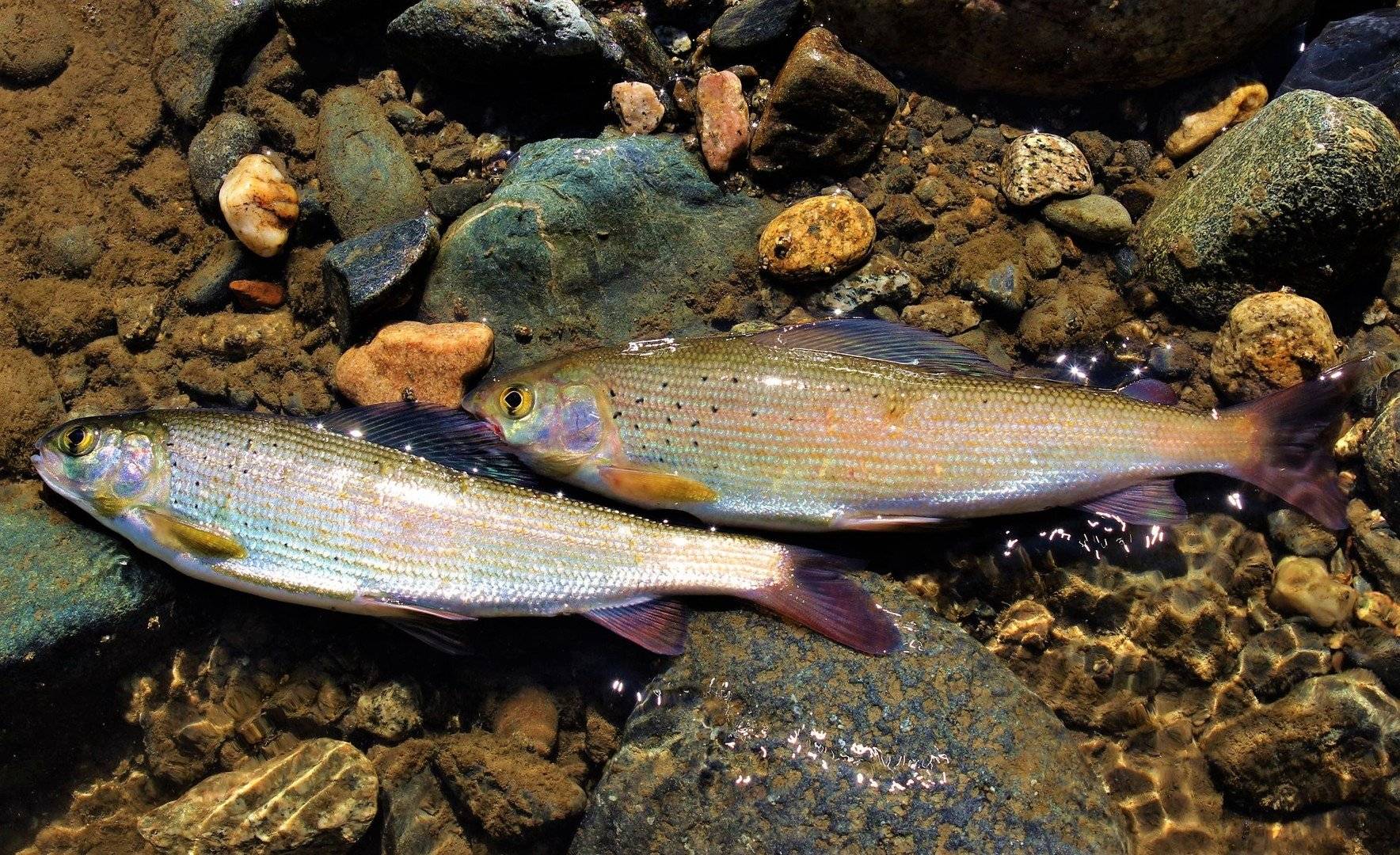 Рыба «Хариус байкальский» фото и описание