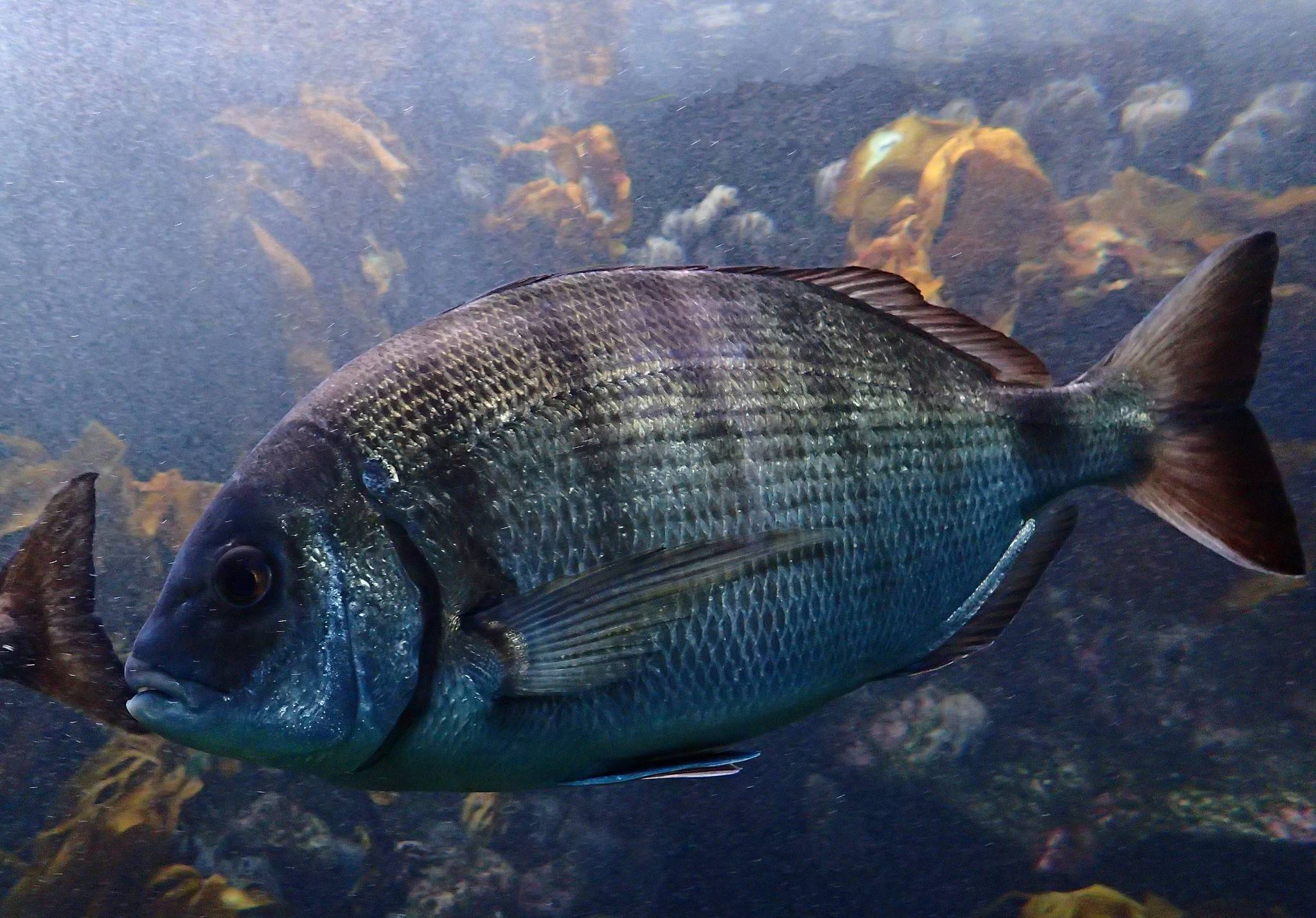 Рыба «Сарг белый» фото и описание