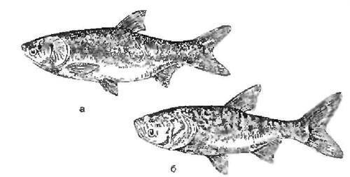 Толстолобик рыба. образ жизни и среда обитания толстолобика