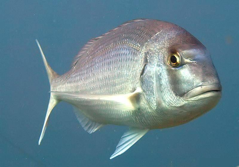 Морской карась: 75 фото рыбы, основные разновидности, способы лова и выбор снастей