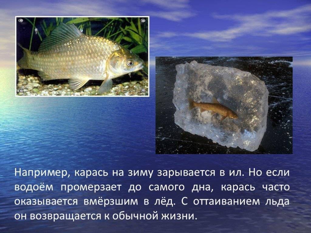 Как спят рыбы в аквариуме