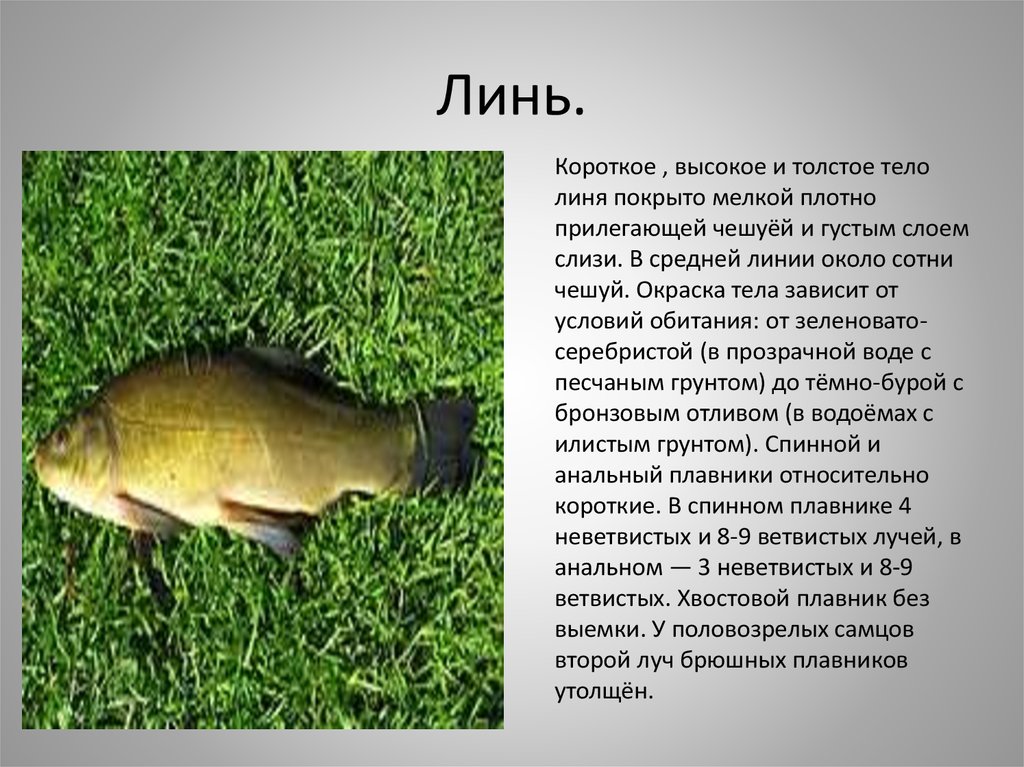 Ловля линя - на что и как ловить, особенности рыбалки