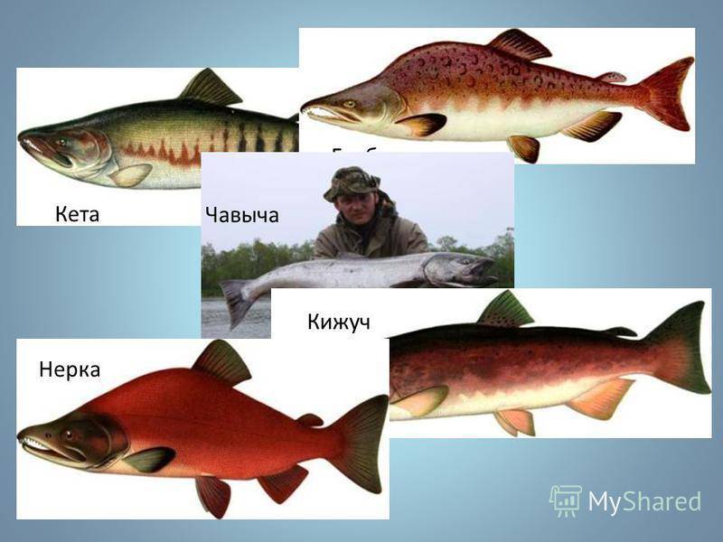 Горбуша, кета, нерка или кижуч: что лучше выбрать?