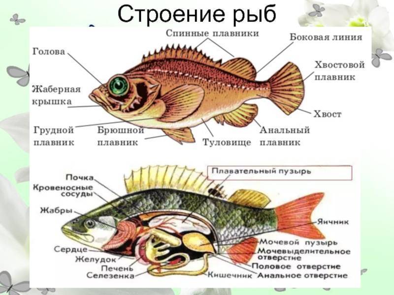 Рыбы - виды, строение, память, внутренние органы, размножение