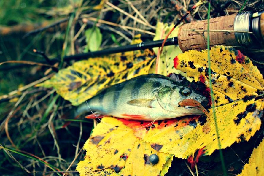 Ловля щуки на джиг осенью с берега и лодки: особенности снасти и приманки, техника и тактика осенней рыбалки