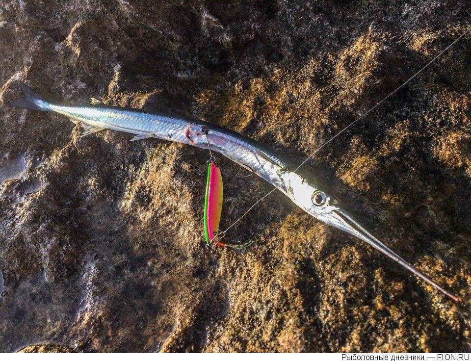 Рокфишинг: ловля саргана на черном море. особенности и рекомендации по выбору снастей