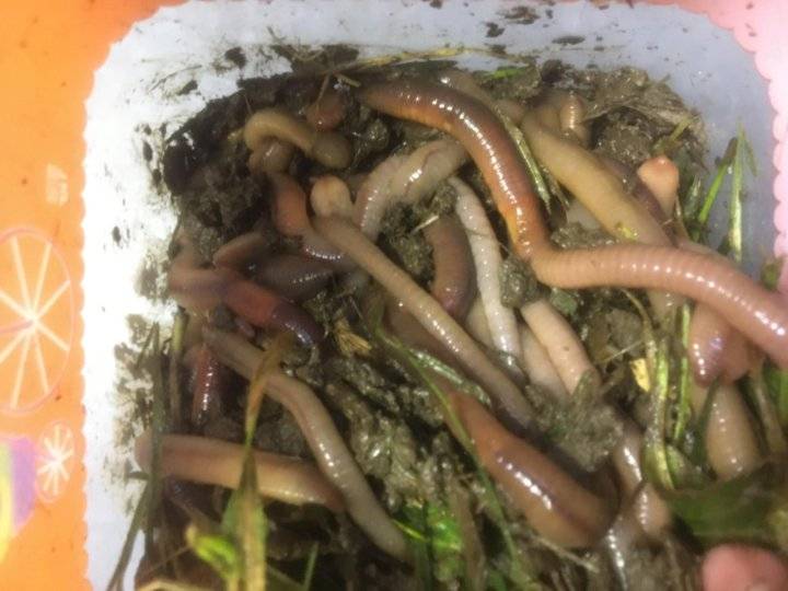 Выползок червь - сбор, хранение и чем кормить червей выползков