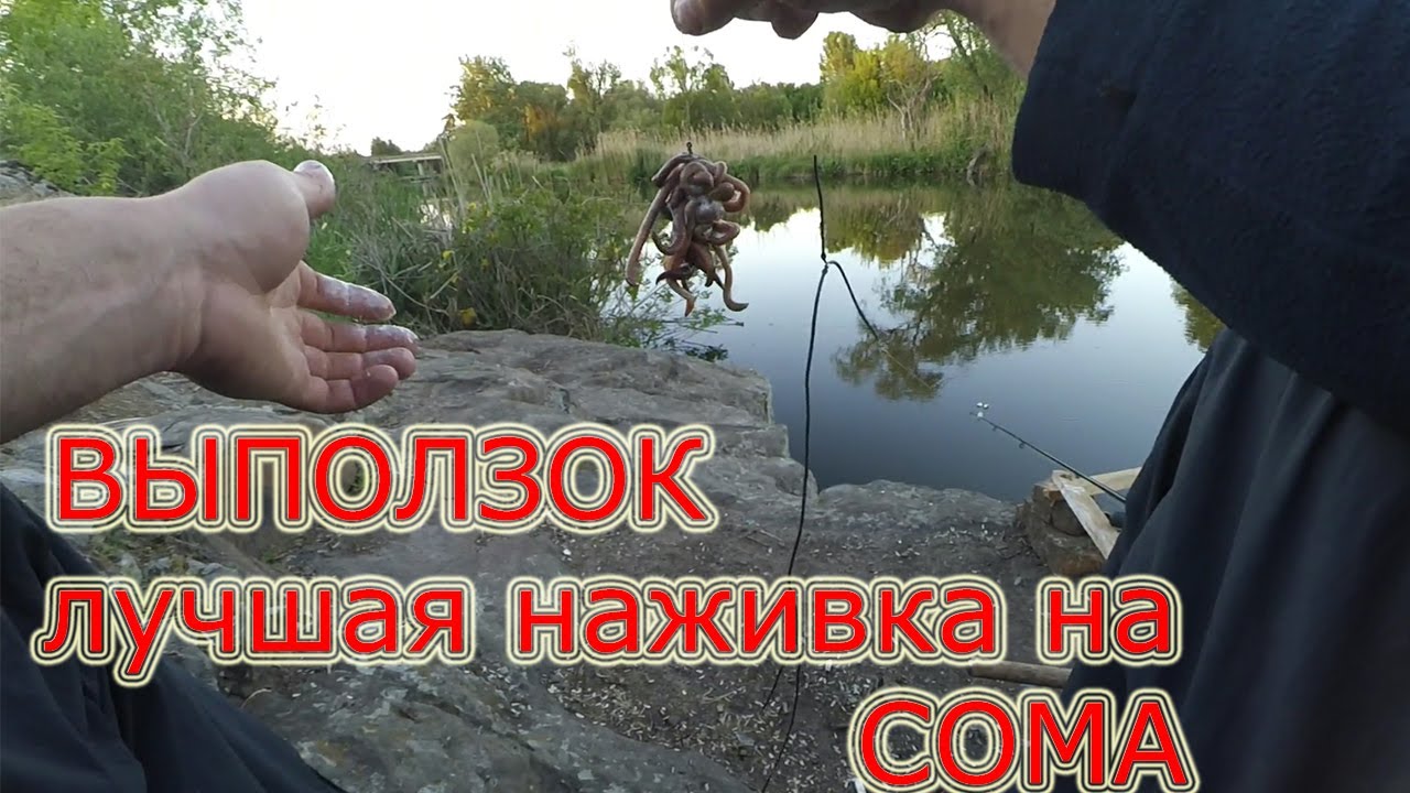 Ловля сома на куриную печень. ловля сома на печень и насадка приманки на крючок