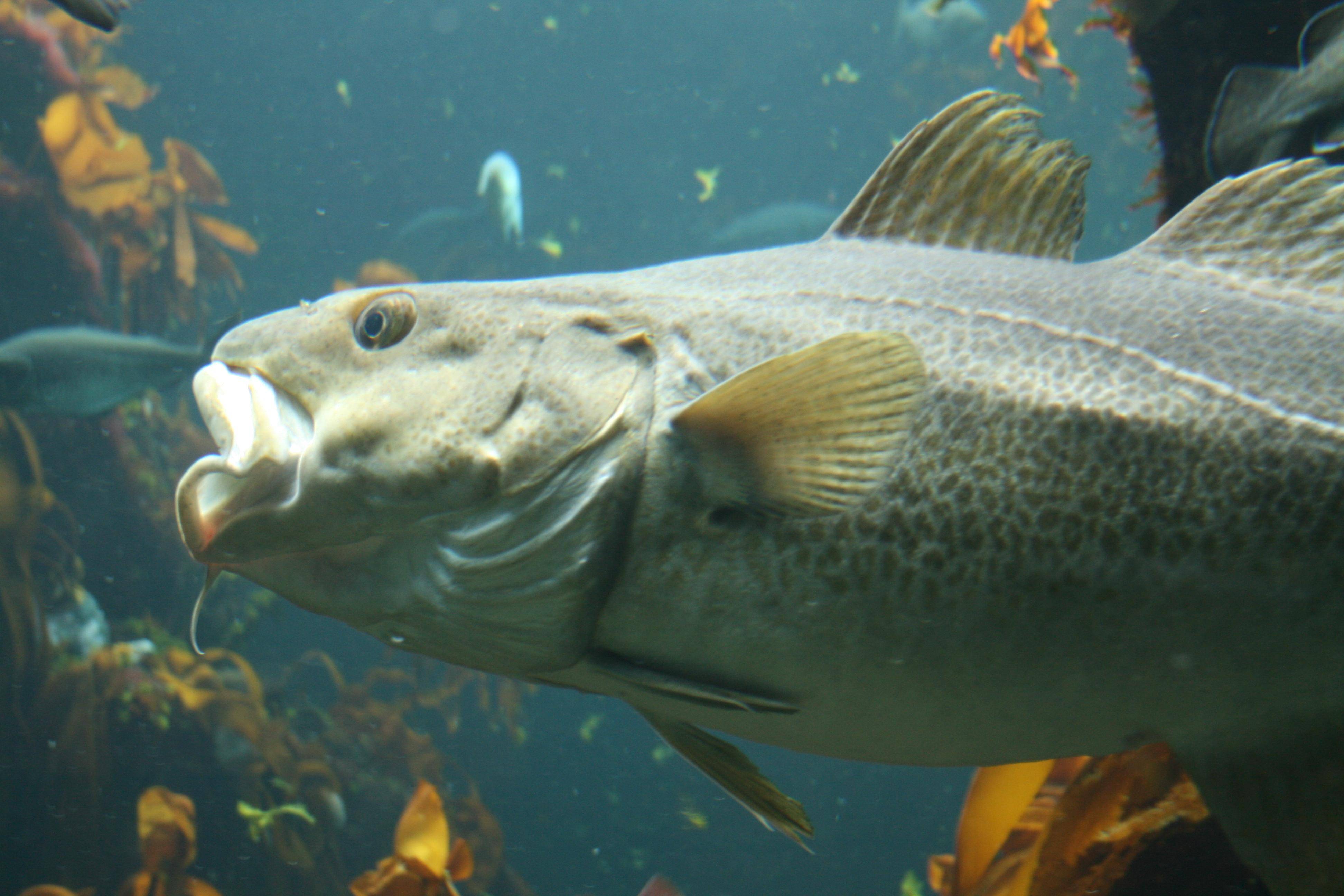 Атлантическая треска  — что это за рыба, чем полезна и как ее готовить?