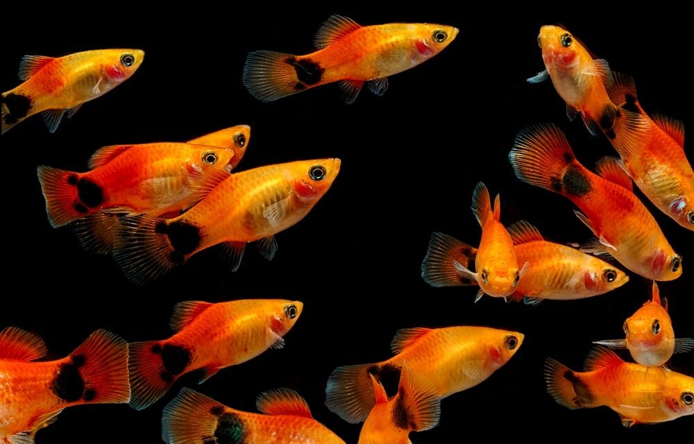 Пецилии - размножение, советы при разведении живородящих рыбок. основные правила ухода за мальками гуппи