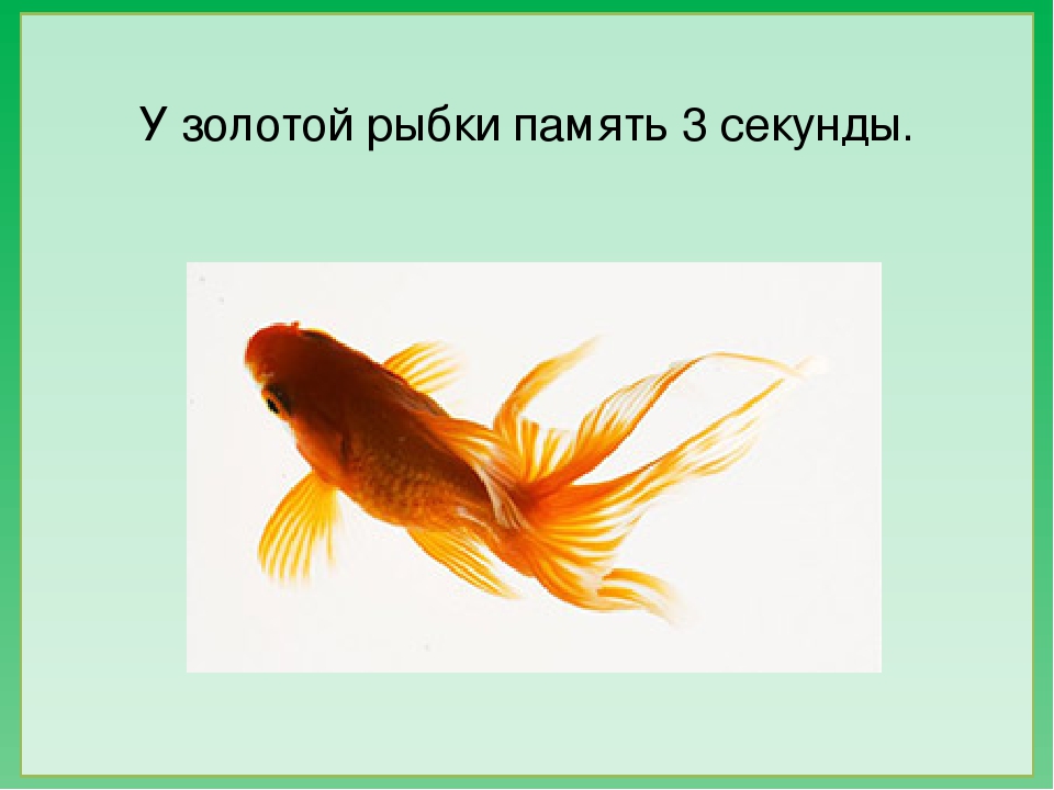 Какая память у рыб в секундах
