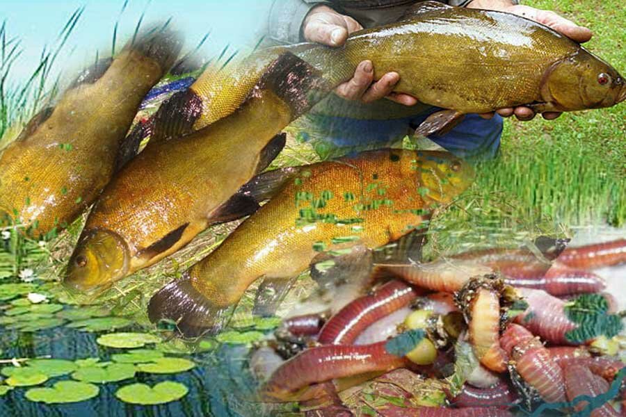 Линь: рыба линь фото и описание, нерест, способы ловли, образ жизни, приманки, калорийность