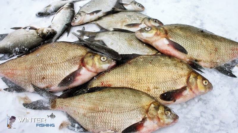 Ловля леща зимой: какие снасти нужны и как прикормить рыбу