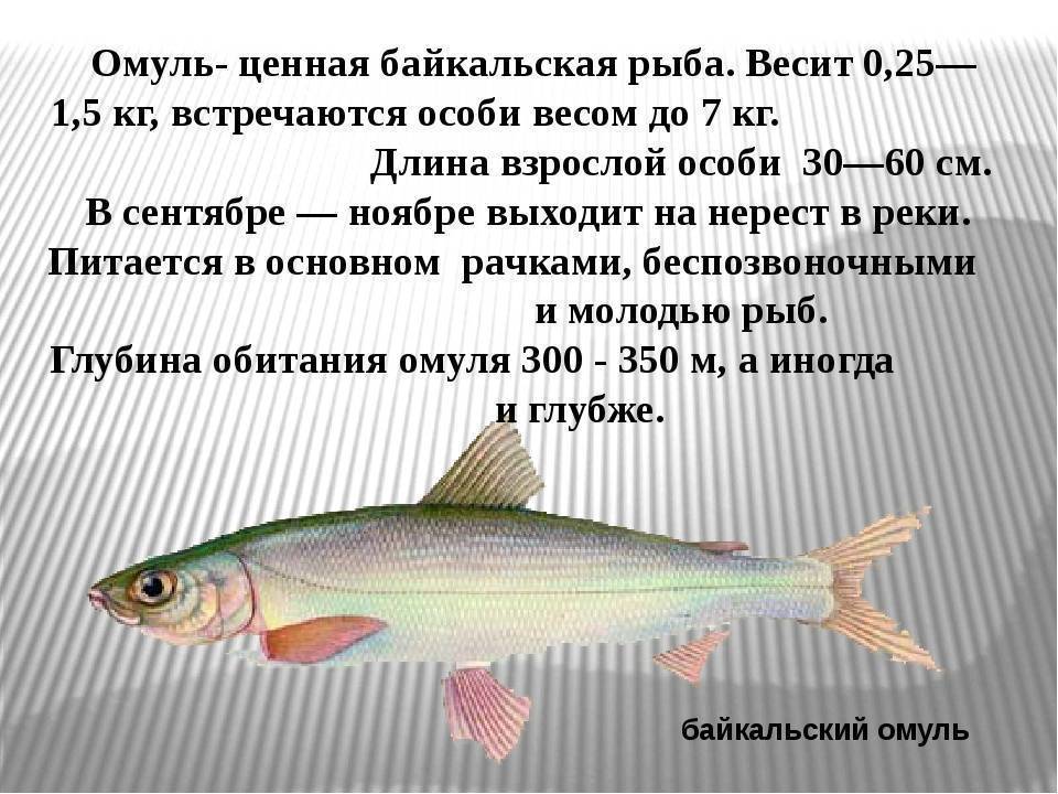 Как ловить омуля летом на байкале - рыбалка в россии и по всему миру - fishers-spb.ru