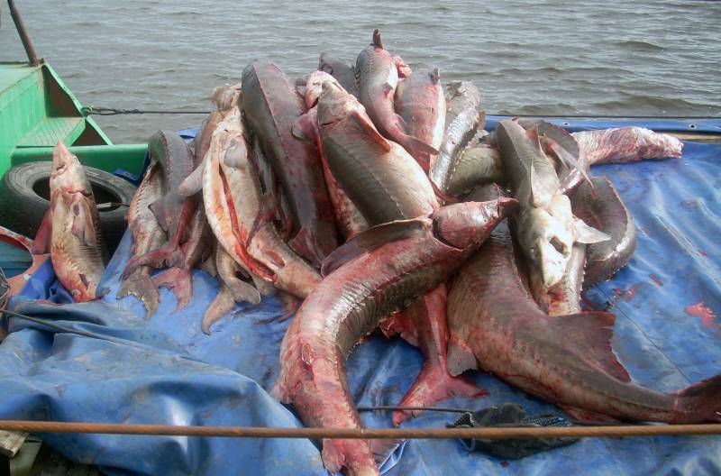 Закон о рыбалке: новые правила 2021, штрафы, изменения