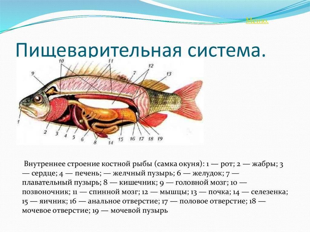 Рыбы
