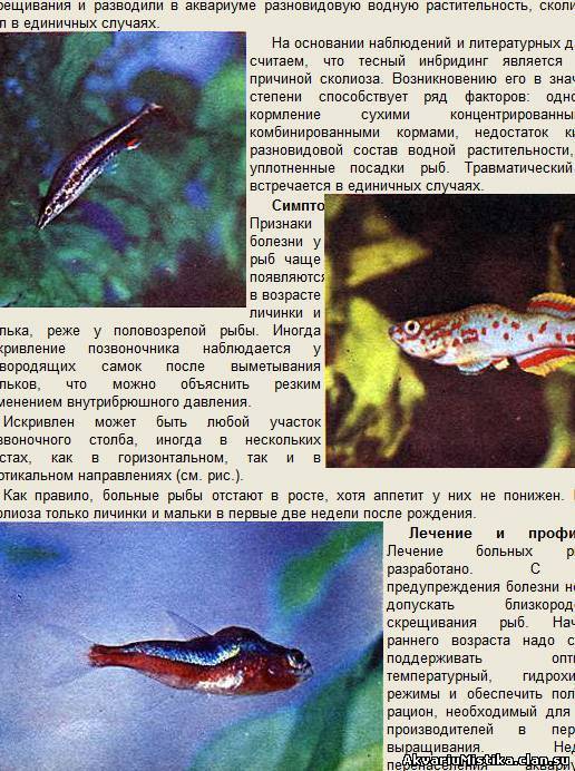 Болезни цихлид: внешние признаки и лечение - ribulki.ru