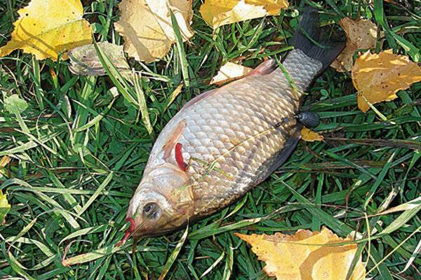 Ловля карася осенью - читайте на сatcher.fish