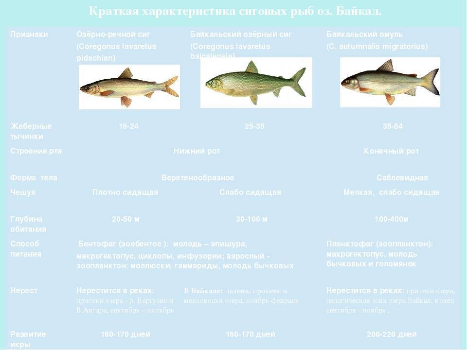 Рыба семейства сиговых - общая информация, список, особенности ловли сига