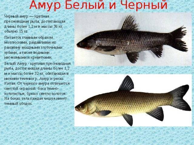 Белый амур — описание рыбы и способы ее лова