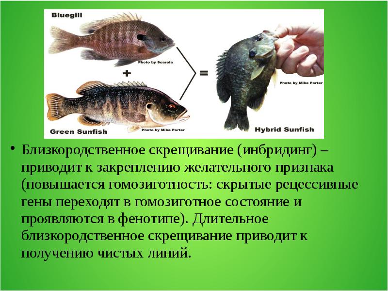 Рыбалка в ростовской области