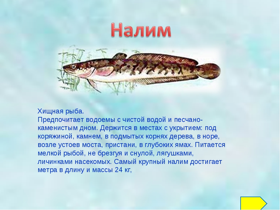 Карп угорь налим сом. Налим описание. Налим описание рыбы. Налим описание для детей. Налим рыба налим.