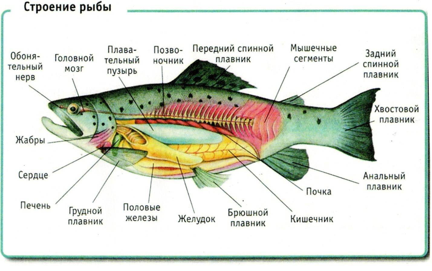 Все, что вам нужно знать о солнечной рыбе или мола-мола | рыб