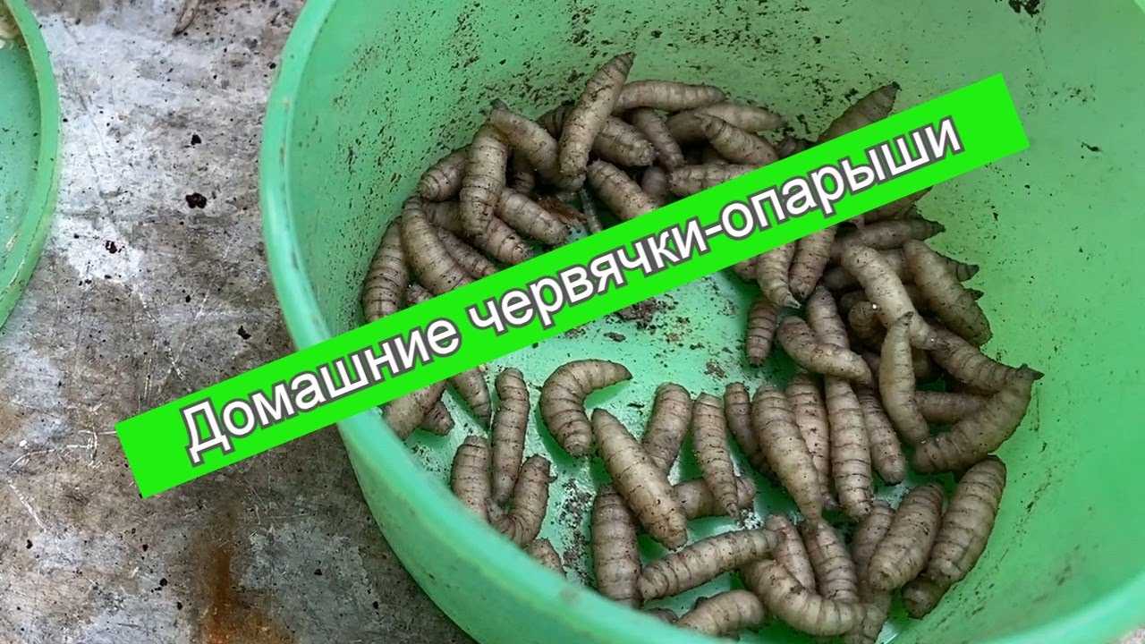 Чем кормить опарыша: тонкости хранения и использования