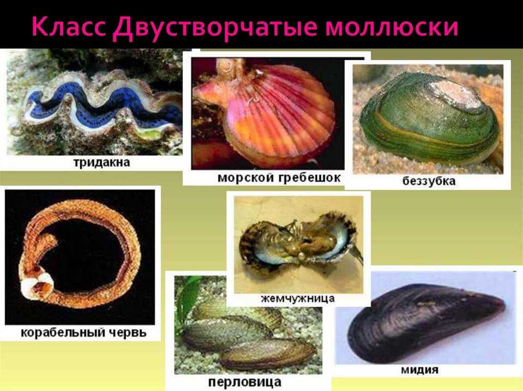 Как содержать пресноводных моллюсков в аквариумах и ухаживать за ними - рыбки-аквариумы 2024
