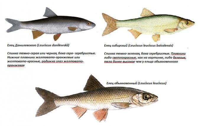 Все о красноперке: биологическая характеристика, место обитания и рыбалка