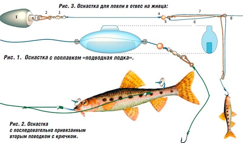 ᐉ ловля судака на живца - особенности ловли и сохранения живца для ловли судака - ✅ ribalka-snasti.ru