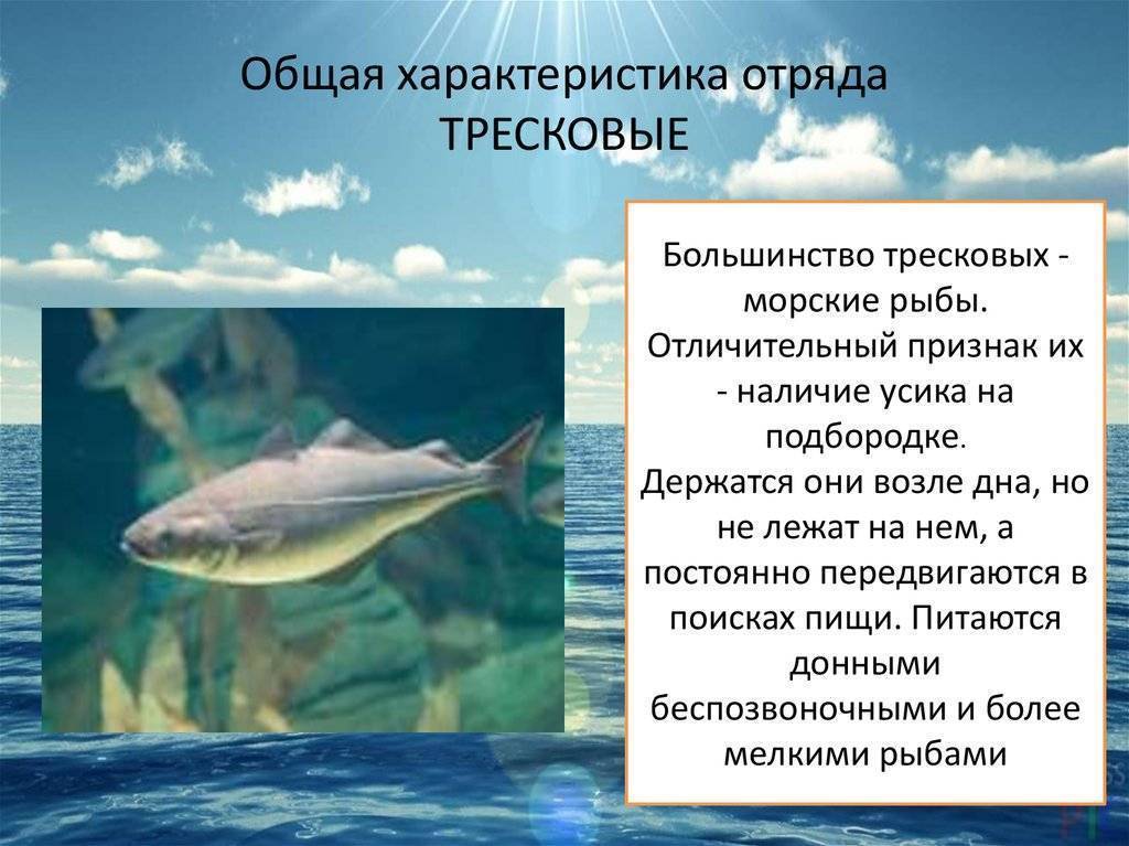 Особенности рыб 3 класс. Отряд тресковые рыбы представители. Общая характеристика рыб. Тресковые характеристика. Характеристика тресковых рыб.