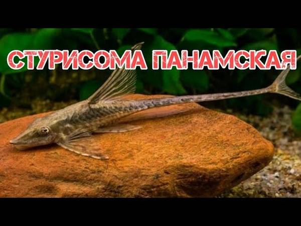 Стурисома панамская