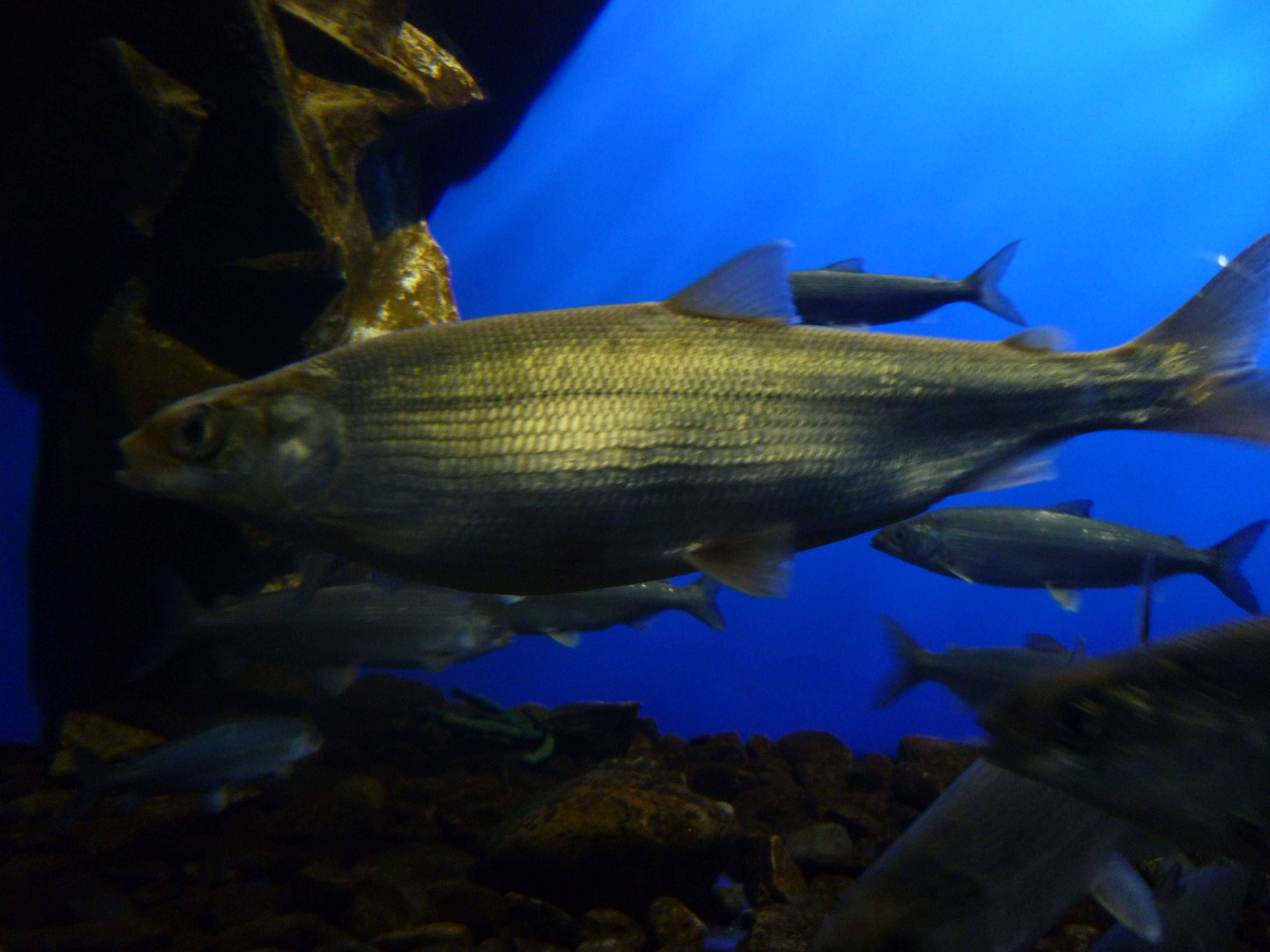 Омуль рыба из семейства сиговых. описание и среда обитания