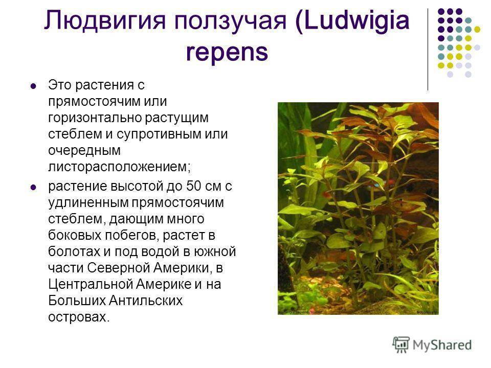 Аквариумное растение людвигия