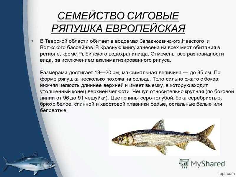 Рыба семейства сиговых — информация о видах рыб