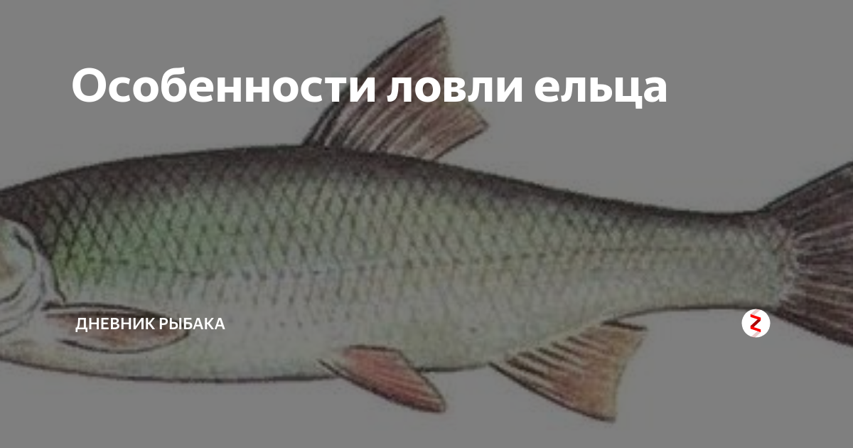 Рыба елец (45 фото): описание, условия и особенности успешной ловли, использование различных приманок, видео